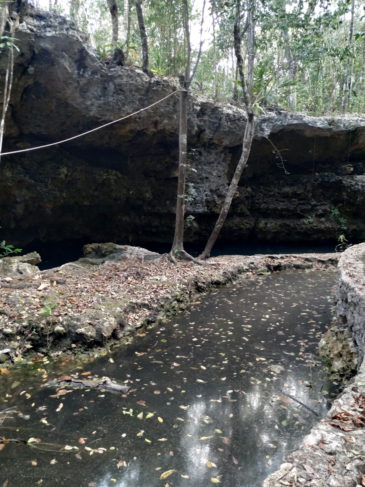 Cenote Isla Álamos
